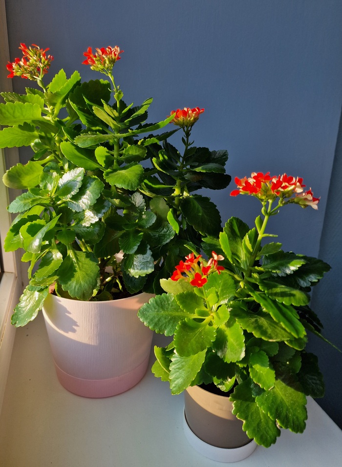 Каланхоэ и Я Растения, Комнатные растения, Цветы, Каланхоэ, Природа, Цветение, Суккуленты, Садоводство, Сад, Девушки, Ноги, Текст, Длиннопост, Истории из жизни, Хобби, Любимое дело