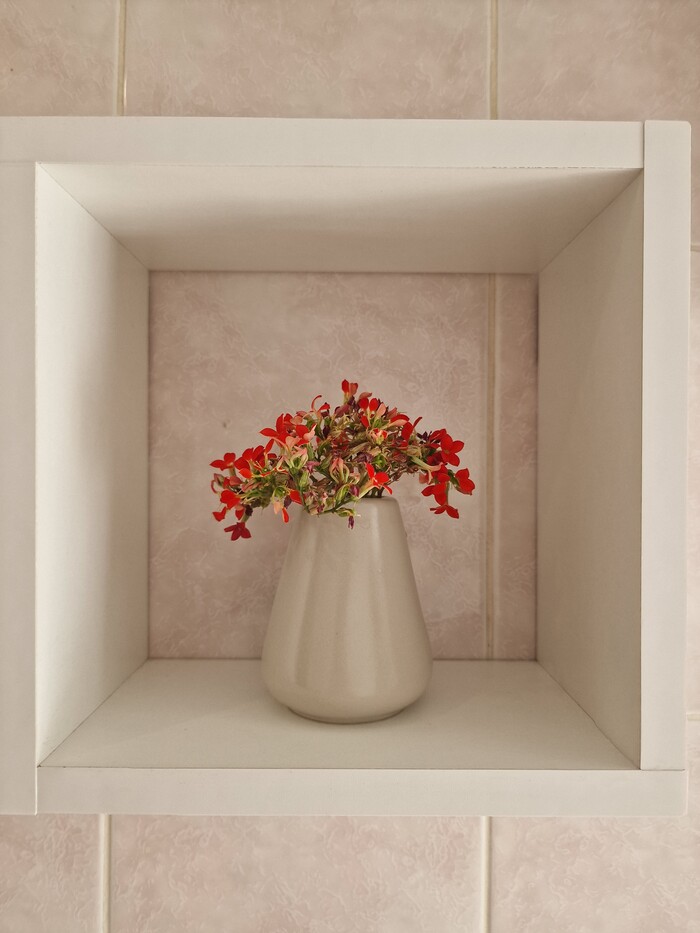 Каланхоэ и Я Растения, Комнатные растения, Цветы, Каланхоэ, Природа, Цветение, Суккуленты, Садоводство, Сад, Девушки, Ноги, Текст, Длиннопост, Истории из жизни, Хобби, Любимое дело