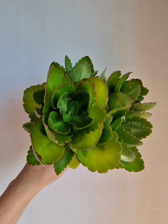 Каланхоэ и Я Растения, Комнатные растения, Цветы, Каланхоэ, Природа, Цветение, Суккуленты, Садоводство, Сад, Девушки, Ноги, Текст, Длиннопост, Истории из жизни, Хобби, Любимое дело