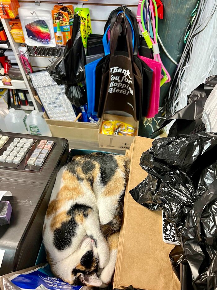 �������� ��������� [ �� ��� @Bodegacats_ ]