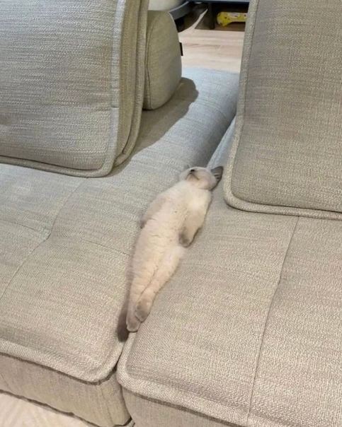 Сегодня очень важный праздник — Всемирный день лени!