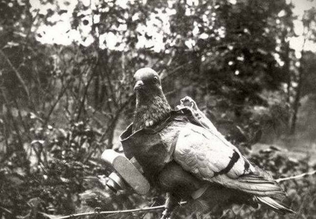 ���������������� ������ ������ ������� �����, 1915