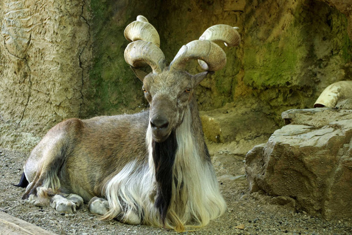 Вот это рога! Кучерявые