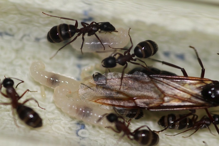 -. Camponotus herculeanus.  3.     ,  ,  , , , , , , , , , 