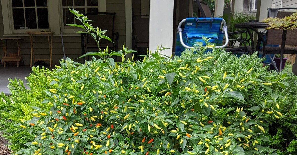 Двухлетний перец табаско | Пикабу