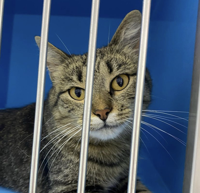 Мюсли. Зайку бросила хозяйка, под дождем остался зайка