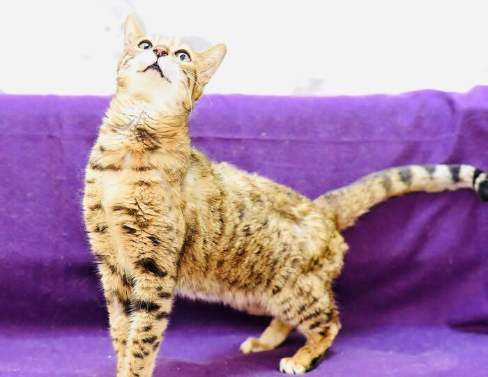 Бедная Белла | Пикабу