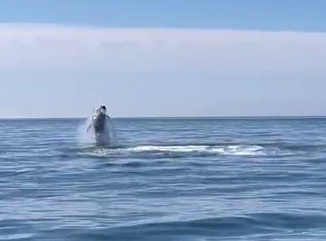 Камчатка. I'm not Hulitakdorogo. I'm Kamchatka Камчатка, Дикая природа, Кит, Медведи, Путешествие по России, Путешествия, Вулкан, Длиннопост, Фотография Камчатка. I'm not Hulitakdorogo. I'm Kamchatka Камчатка, Дикая природа, Кит, Медведи, Путешествие по России, Путешествия, Вулкан, Длиннопост, Фотография