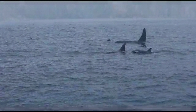 Камчатка. I'm not Hulitakdorogo. I'm Kamchatka Камчатка, Дикая природа, Кит, Медведи, Путешествие по России, Путешествия, Вулкан, Длиннопост, Фотография Камчатка. I'm not Hulitakdorogo. I'm Kamchatka Камчатка, Дикая природа, Кит, Медведи, Путешествие по России, Путешествия, Вулкан, Длиннопост, Фотография