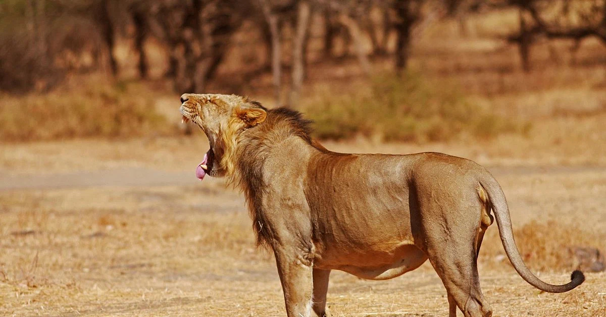 Ли лев. Lion Сенегальский Лев. Panthera Leo persica. Азиатский (Гирский) Лев. Panthera Leo senegalensis.