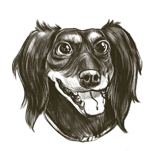 Жизнерадостная такса