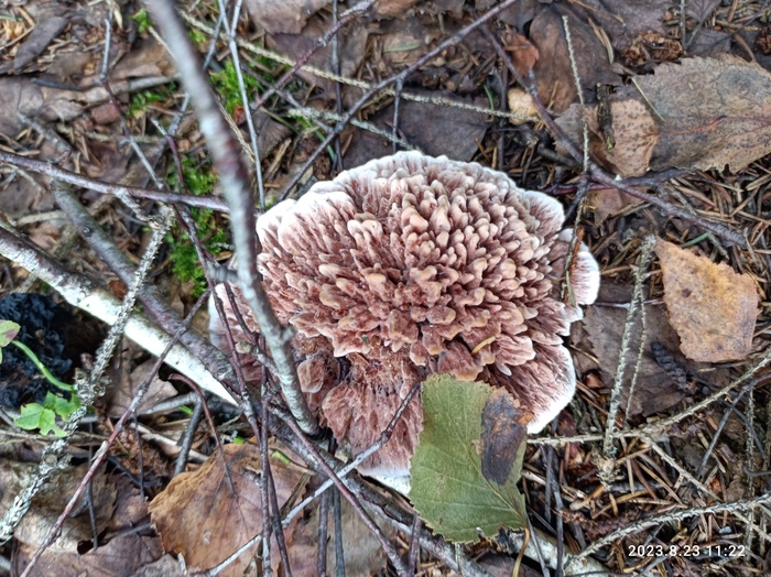 Что за гриб?