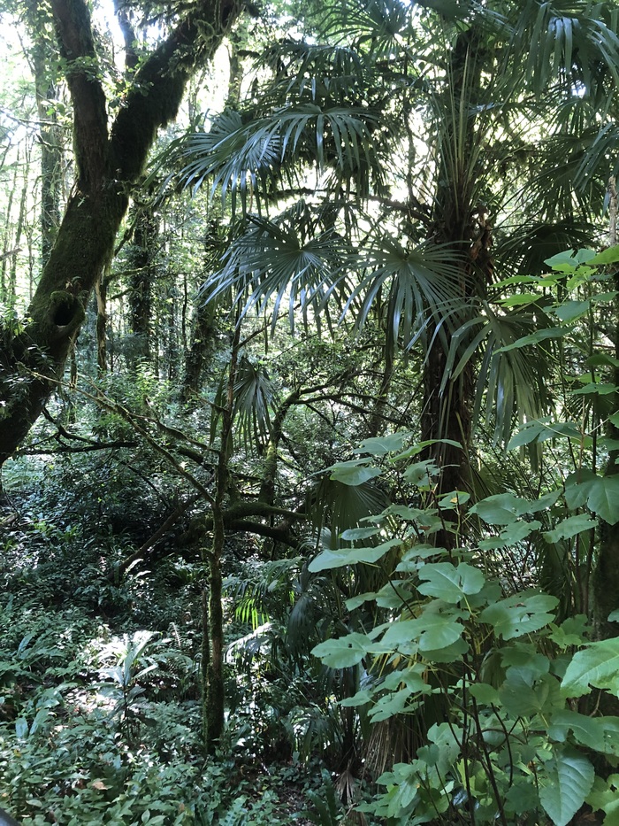 Местные джунгли)