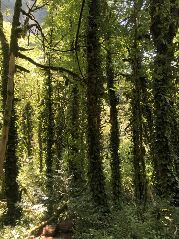 Знаменитые "меховые" деревья)