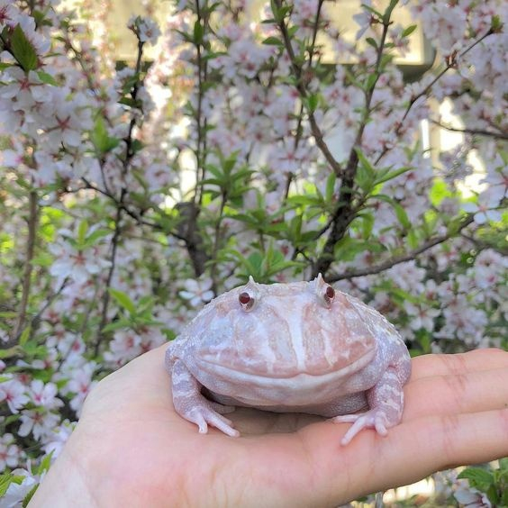 Нежная среда