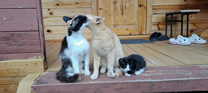 Кошачья семья. Абхазия. Июль 2023