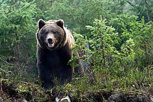 В США медведь забрался в дом, объелся и уснул на кровати