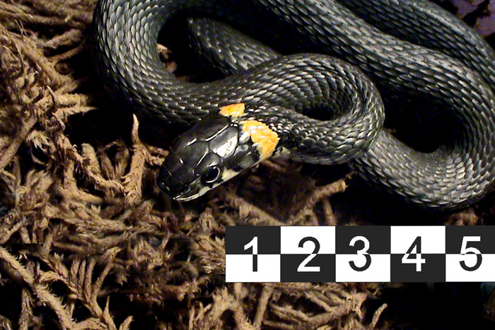 Обыкновенный уж