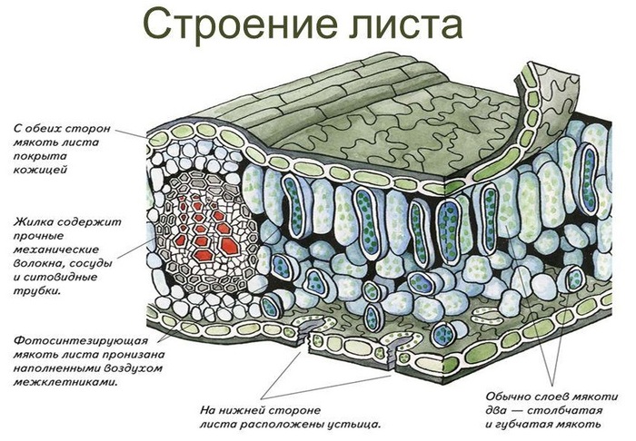 Как это выглядит на картинке в учебнике