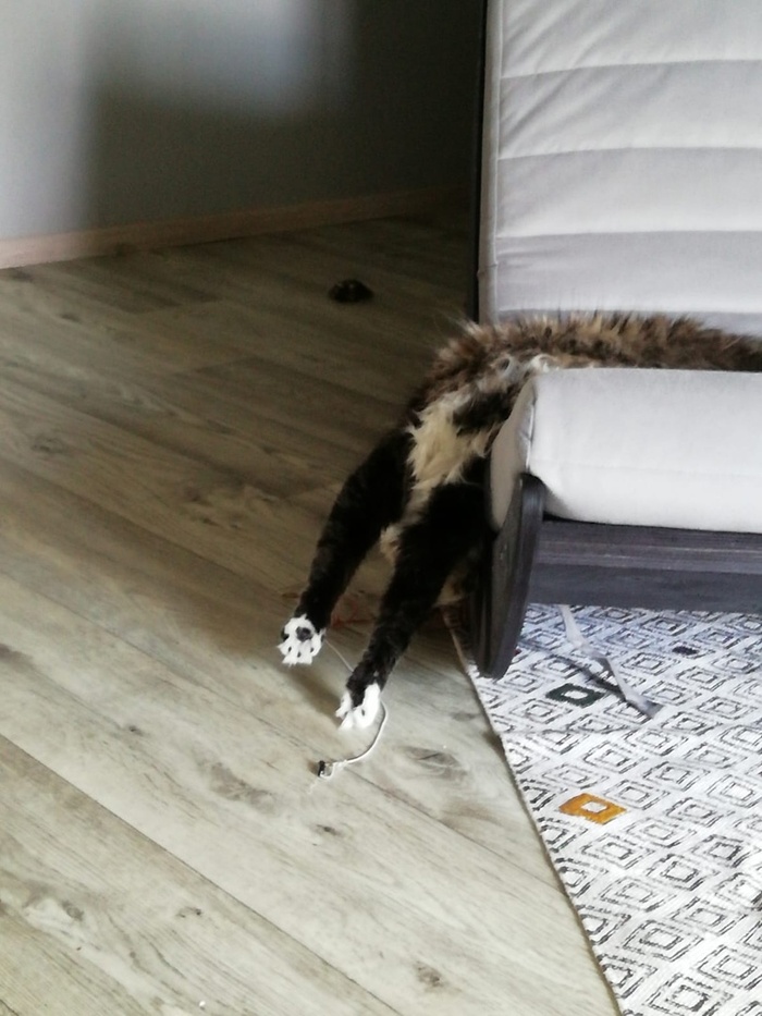 Утекай Фотография, Кот, Пушистые, Сон, Поза