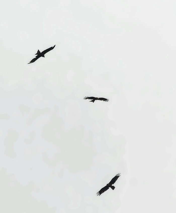 Черные коршуны