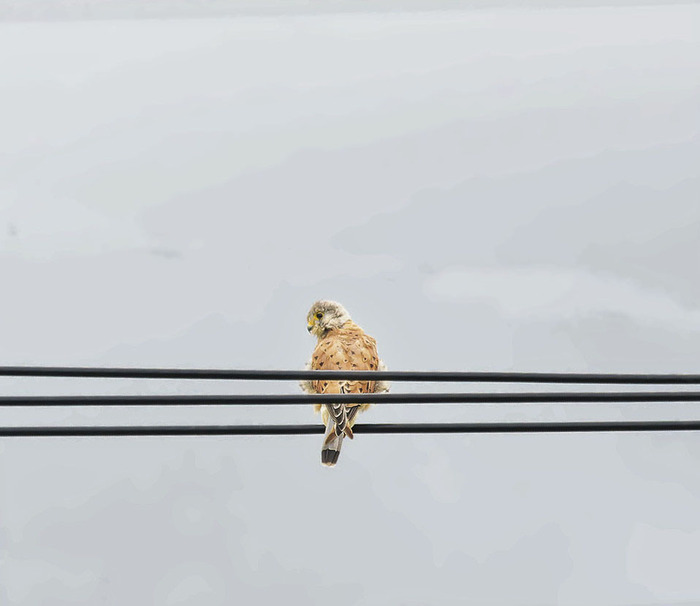 Обыкновенная пустельга