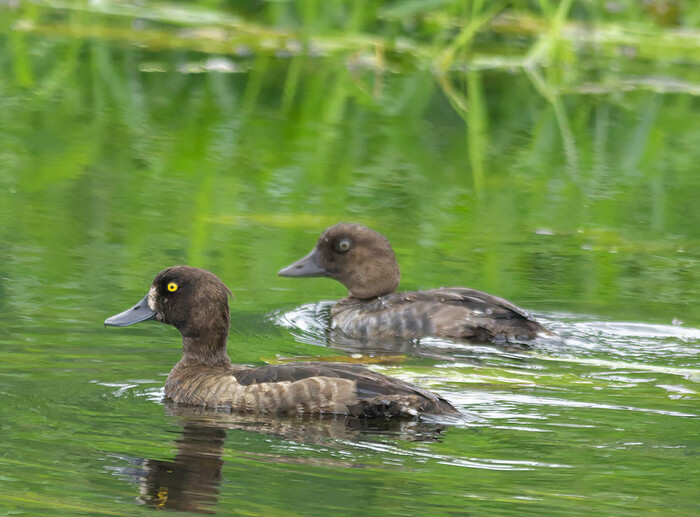 Хохлатая чернеть (ближе) и обыкновенный гоголь (дальше)