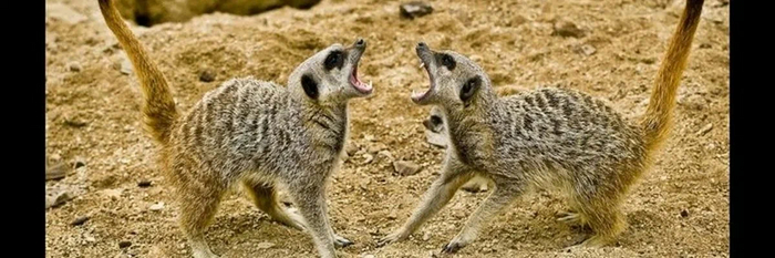 Жестокие сурикаты?