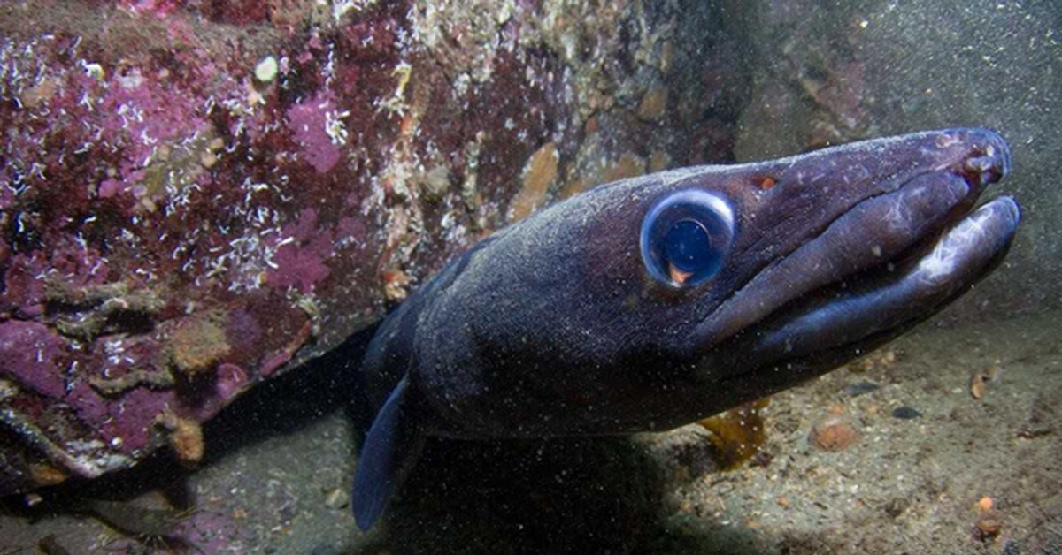 Угорь фото. Морской угорь Конгер. Новозеландский длинноплавниковый Речной угорь. Белопятнистый морской угорь. Европейский угорь.