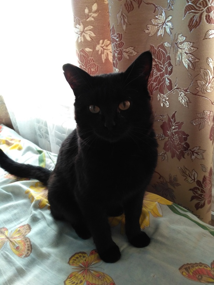 Господин Кузьма. Больше всего в семье любит маму) Всегда садится между нами))