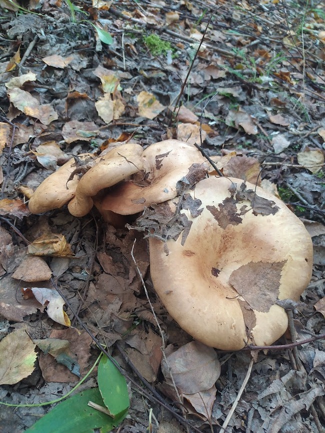 Свинухи, растущие компашками, симпатичны, и даже по заверению некоторых людей, вкусны и съедобны.)