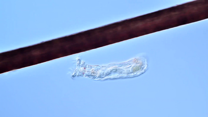 Коловратка на фоне человеческого волоса