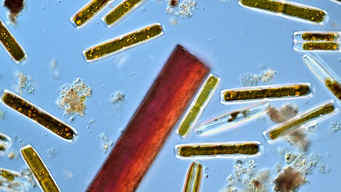 Диатомовые водоросли на фоне человеческого волоса