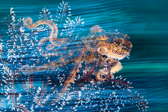 Осьминог-мототи охотится / © Ollie Clarke