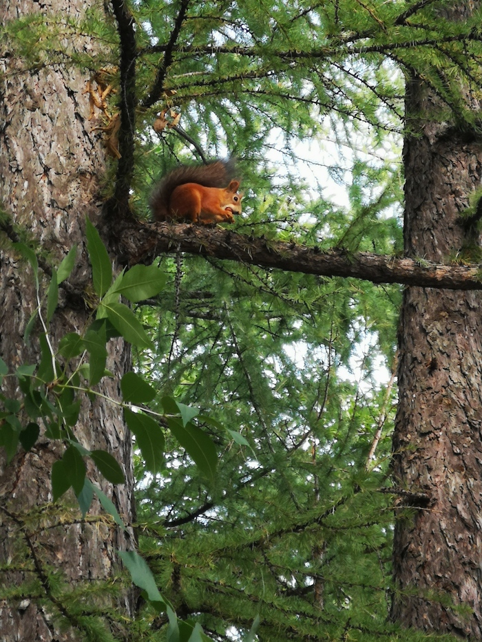 Белку вам в ленту