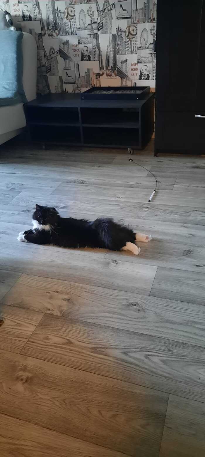 Лежу как на пляжу Фотография, Кот, Пушистые, Длиннопост, Домашние животные