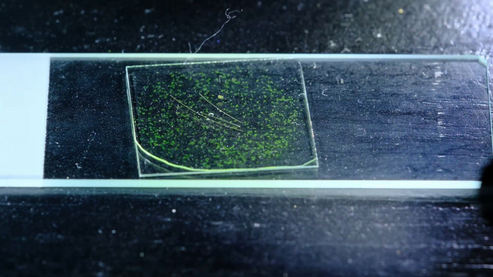 Предметное стекло, проба воды с микроорганизмами, кусочки волос и покровное стекло