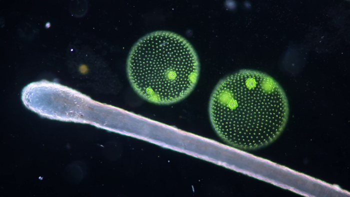 Вольвокс на фоне человеческого волоса