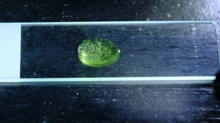 Колонии вольвокса в капле воды