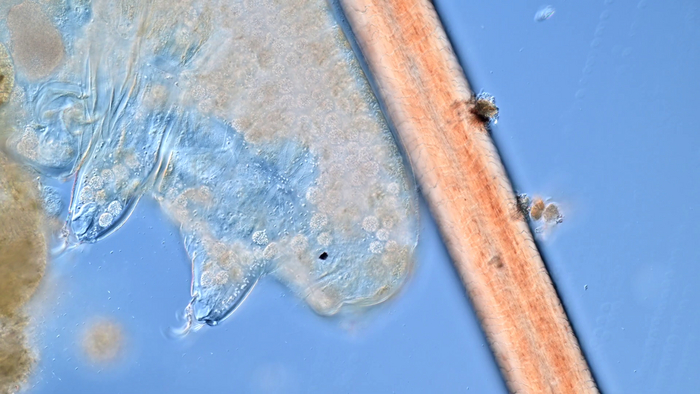 Взрослая тихоходка на фоне человеческого волоса