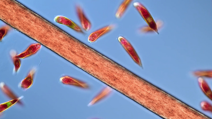 Эвглена Кровавая на фоне человеческого волоса