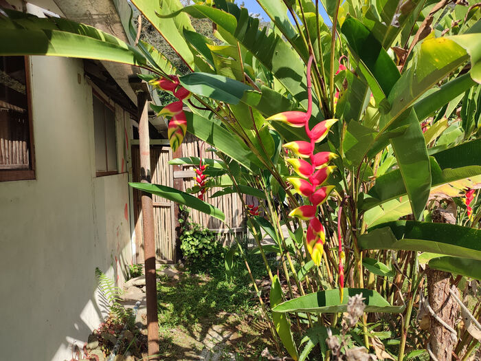 Агуас-Кальентес - волшебный город, куда нет дорог, и где живут гигантские бабочки Перу, Мачу-пикчу, Южная Америка, Латинская Америка, Лама, Длиннопост, Фотография