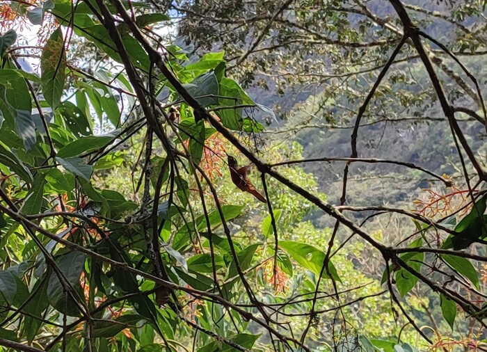 Агуас-Кальентес - волшебный город, куда нет дорог, и где живут гигантские бабочки Перу, Мачу-пикчу, Южная Америка, Латинская Америка, Лама, Длиннопост, Фотография