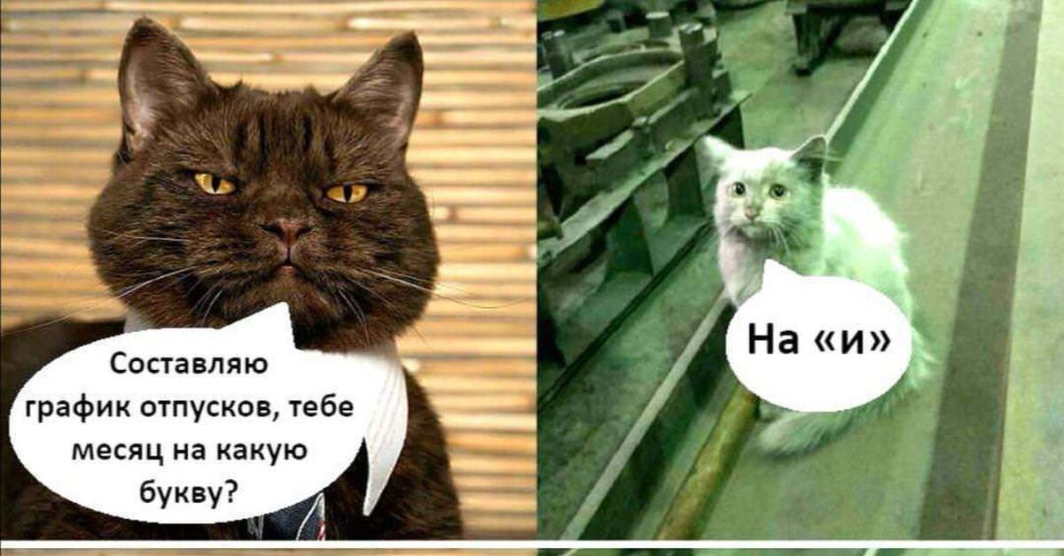 Мем про отпуск. Мемы с котами. Мемы про отпуск котики. Кот начальник Мем. Коты Наташа отпуск.