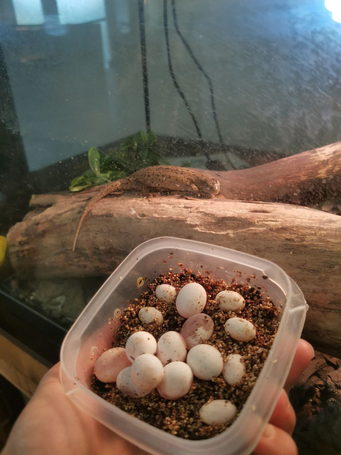 Яйца накануне вылупления. На заднем плане - мать-героиня прыткая ящерица