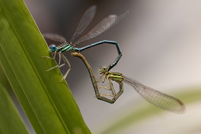 Откладывание яиц