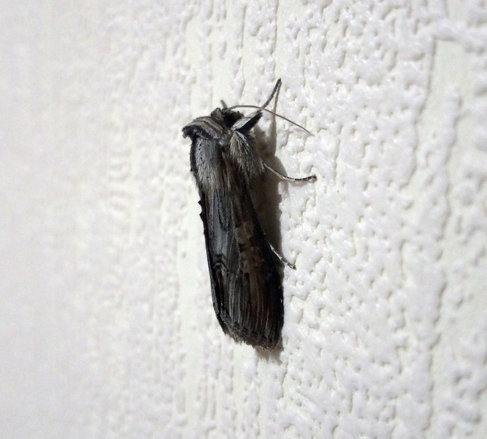 Со своим пальто