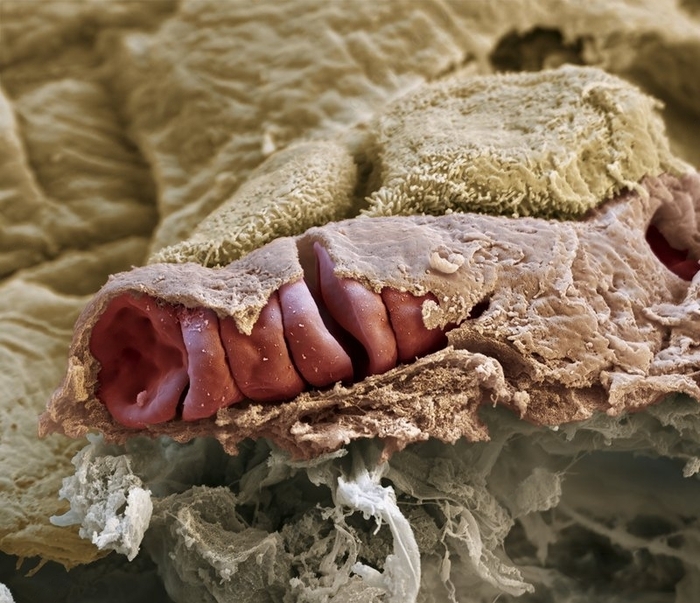 Лёгочный капилляр