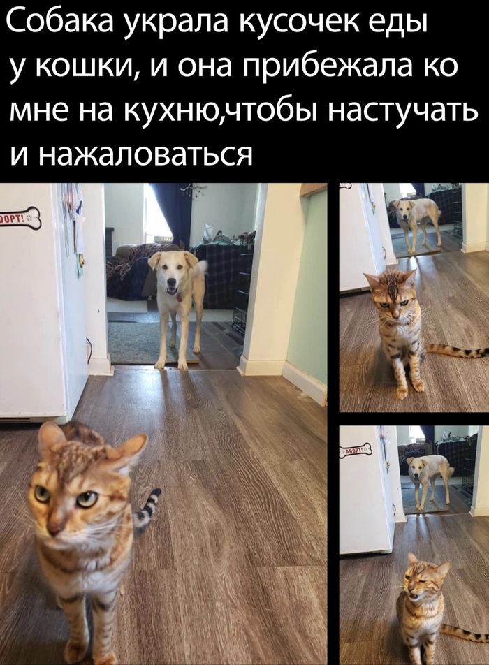 Обидели котейку | Пикабу
