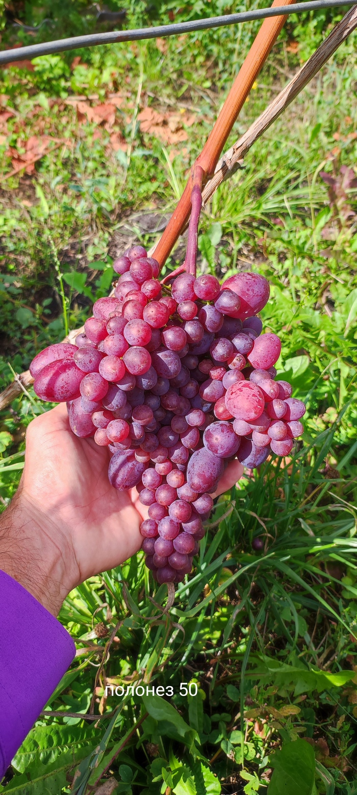 Большой обзор виноградника. Часть 2 | Пикабу